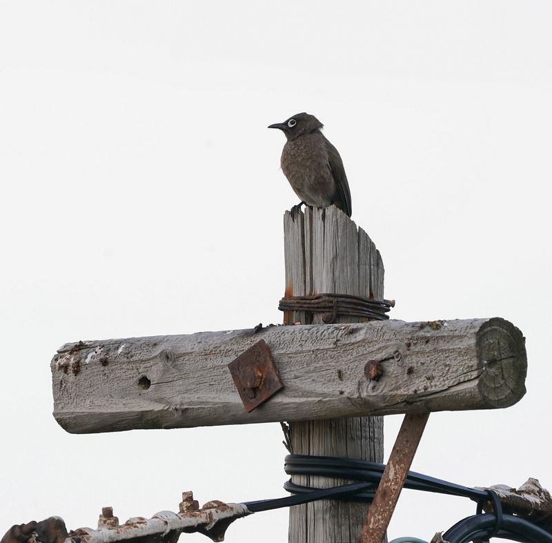 Kaapse Tiptol / Cape Bulbul