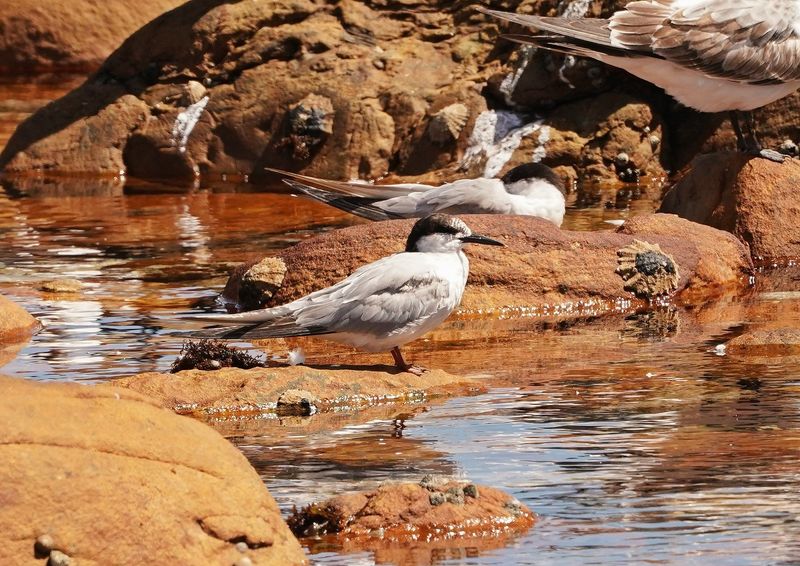 Rooiborssterretjie / Roseate Tern