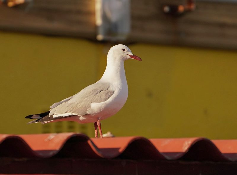 Hartlaubmeeu / Hartlaubs Gull