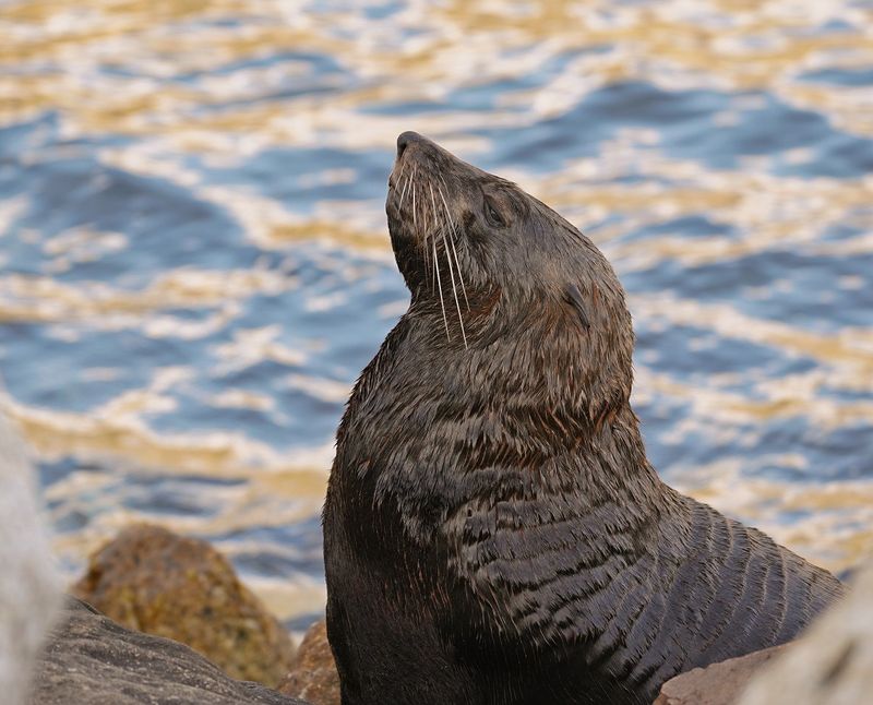 Seeleeu / Sea Lion