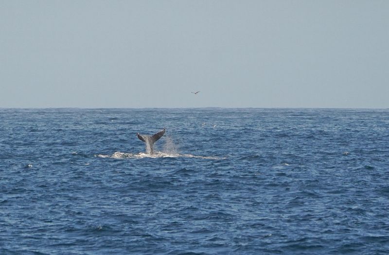 Boggelrugwalvis / Humpback Whale