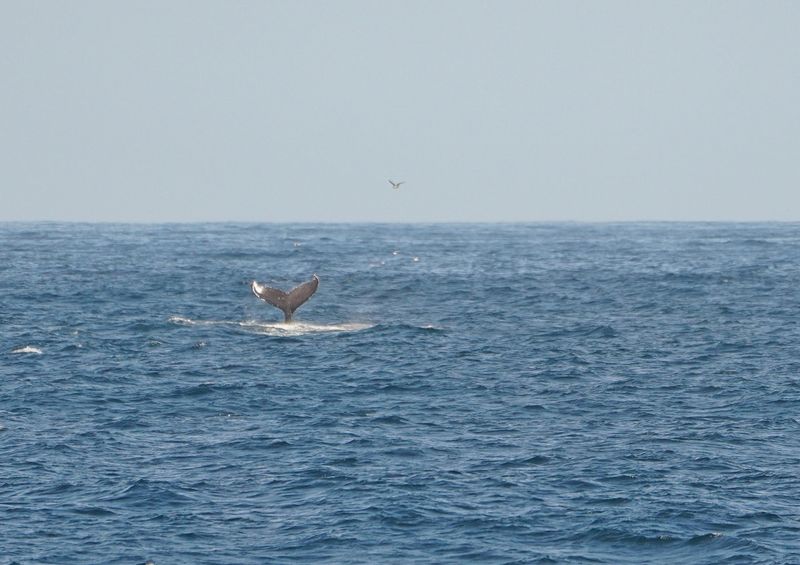 Boggelrugwalvis / Humpback Whale