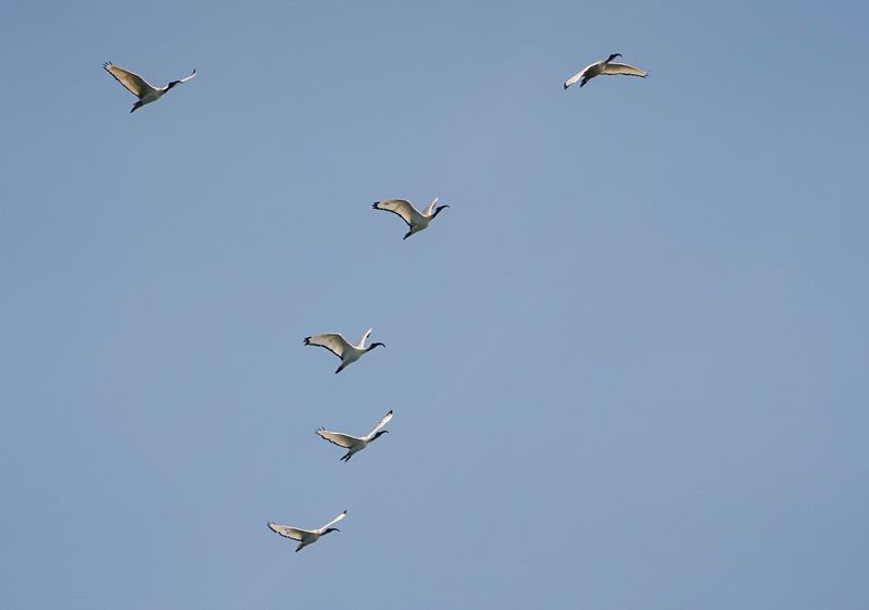 Skoorsteenveër / African Sacred Ibis