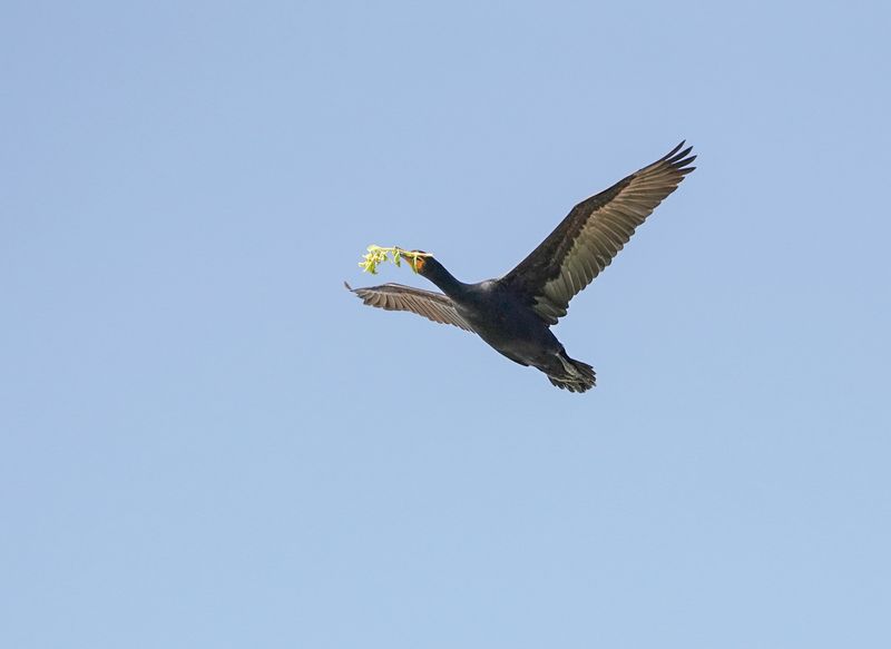 Trekduiker / Cape Cormorant