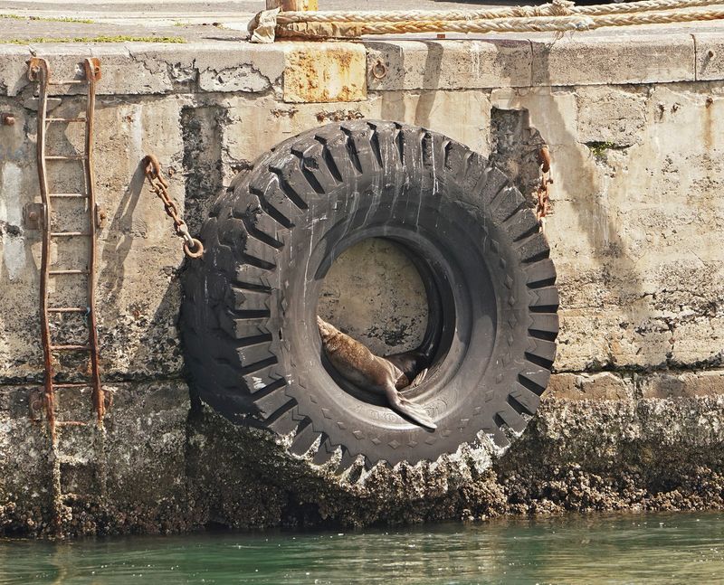 Seeleeu / Sea Lion