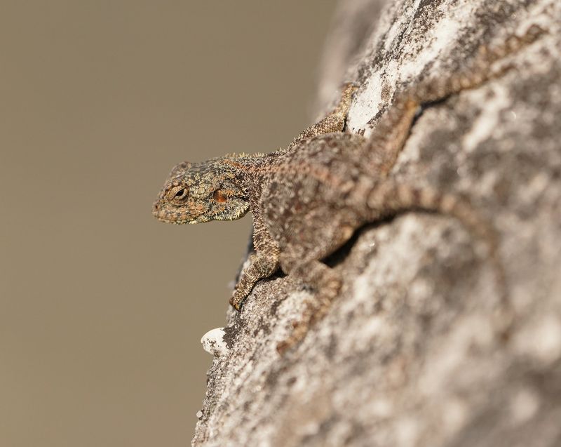 Suidelike Klip-koggelmander / Southern Rock Agama