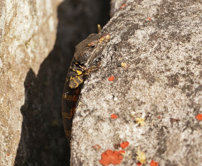 Kaapse Rotsskeurakkedis / Cape Crag Lizard