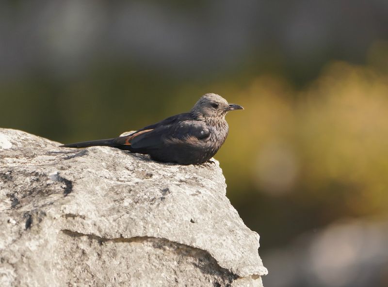 Rooivlekspreeu / Red-winged Starling