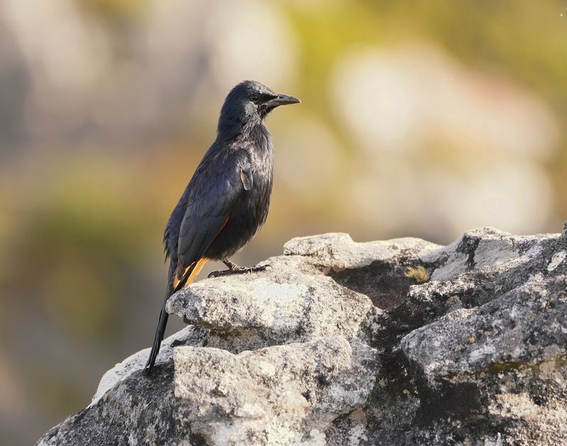 Rooivlekspreeu / Red-winged Starling