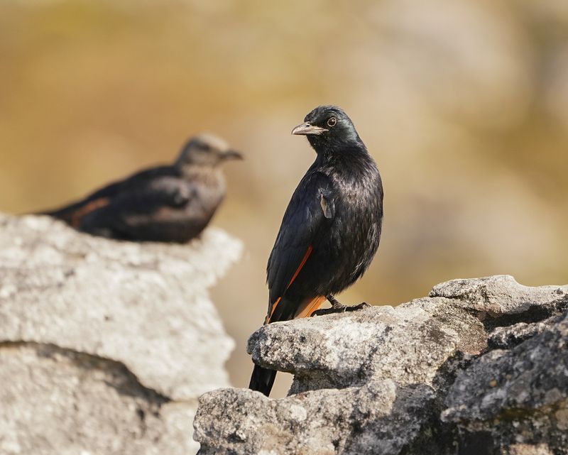 Rooivlekspreeu / Red-winged Starling