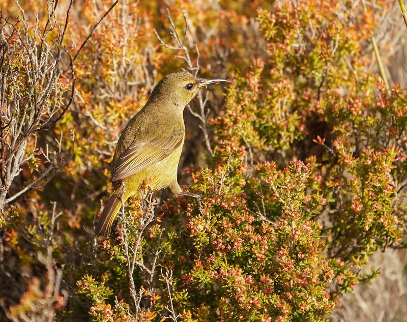 Oranjeborssuikerbekkie / Orange-breasted Sunbird
