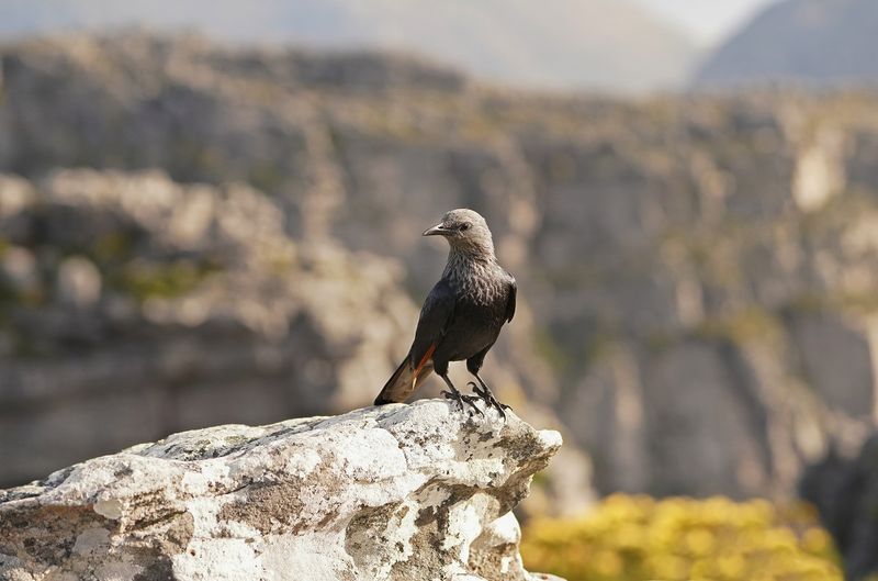 Rooivlekspreeu / Red-winged Starling