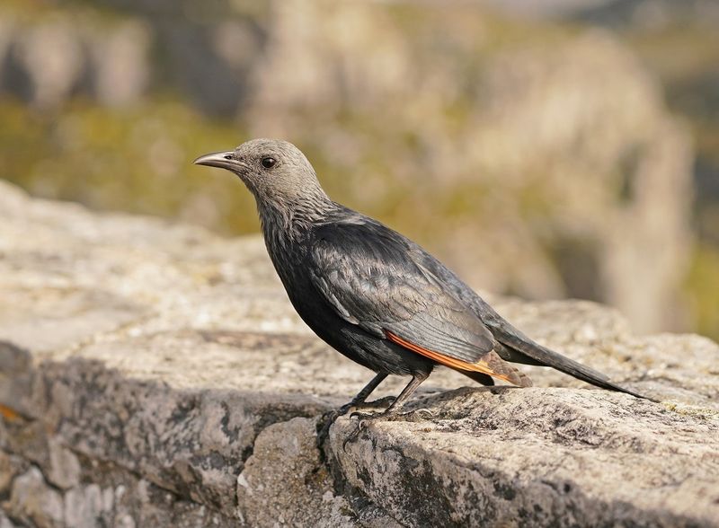 Rooivlekspreeu / Red-winged Starling