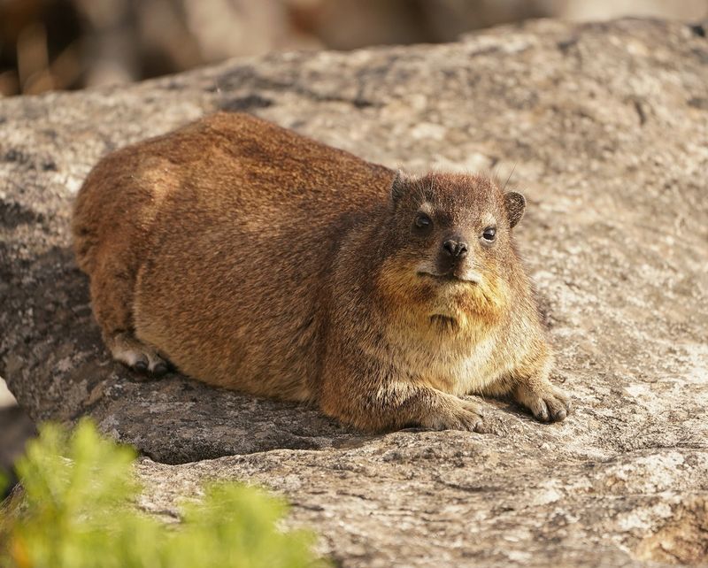 Dassie / Cape Hyrax, Rock Hyrax
