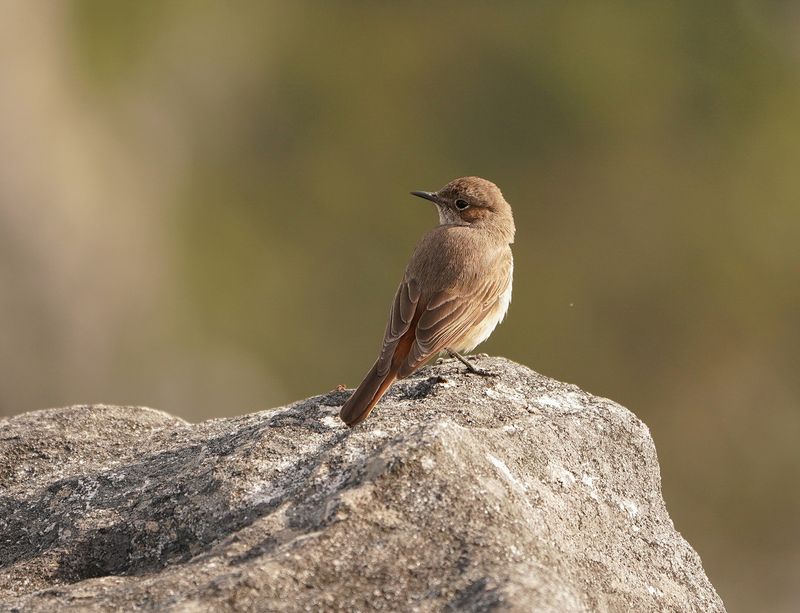 Gewone Bontrokkie / African Stonechat