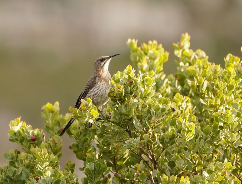 Kaapse Suikervoël / Cape Sugarbird
