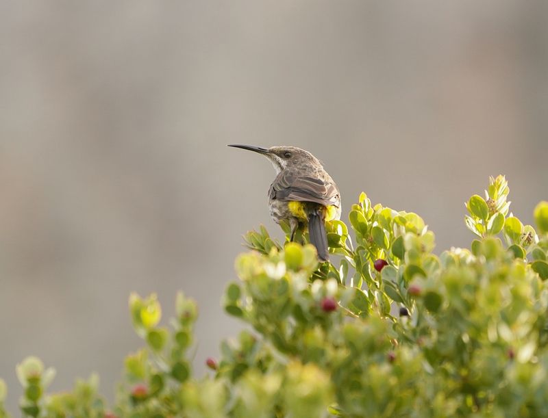 Kaapse Suikervoël / Cape Sugarbird