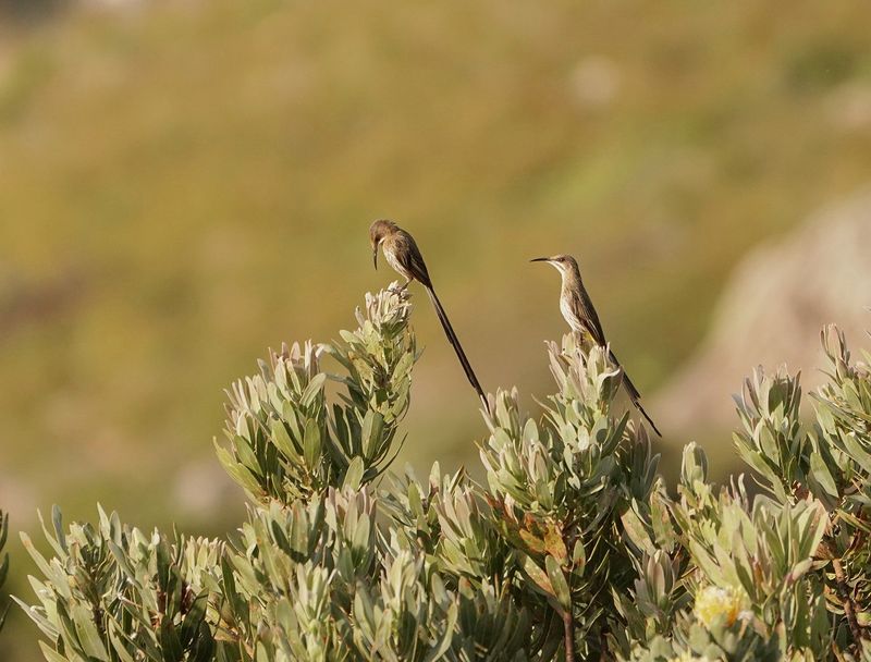 Kaapse Suikervoël / Cape Sugarbird