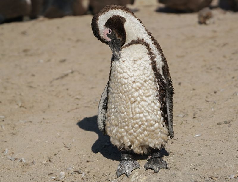 Brilpikkewyn / African Penguin