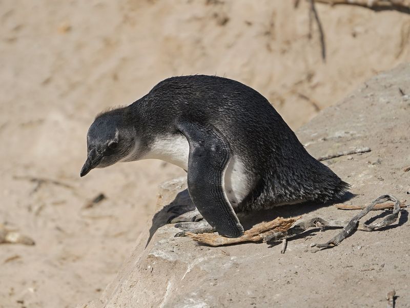 Brilpikkewyn / African Penguin