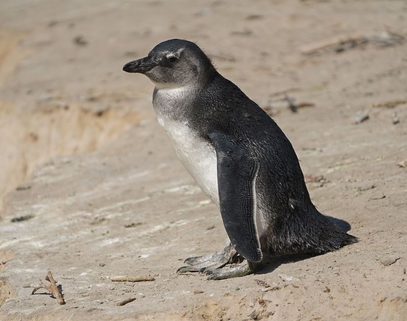 Brilpikkewyn / African Penguin