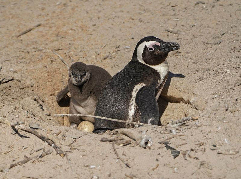 Brilpikkewyn / African Penguin