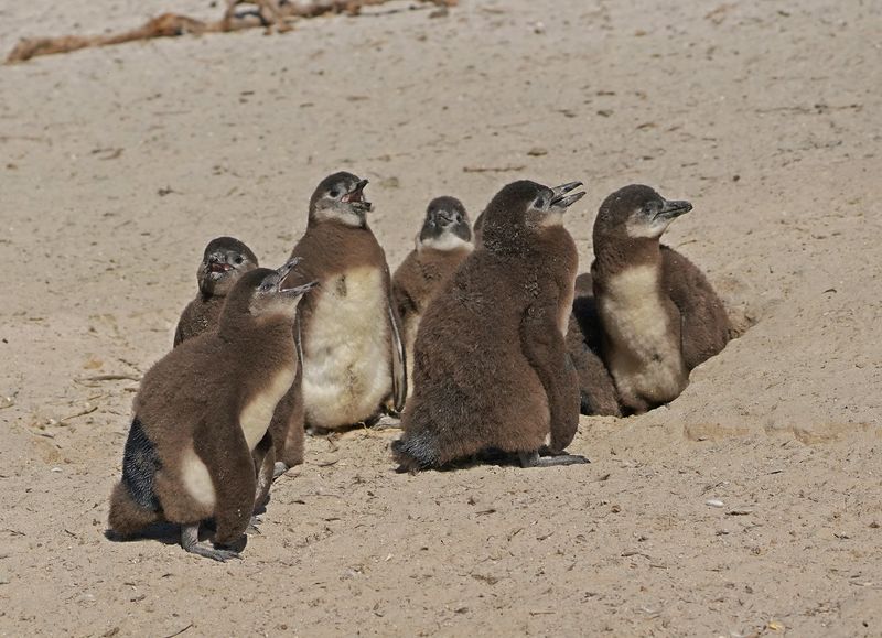 Brilpikkewyn / African Penguin