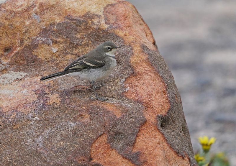 Gewone Kwikkie / Cape Wagtail