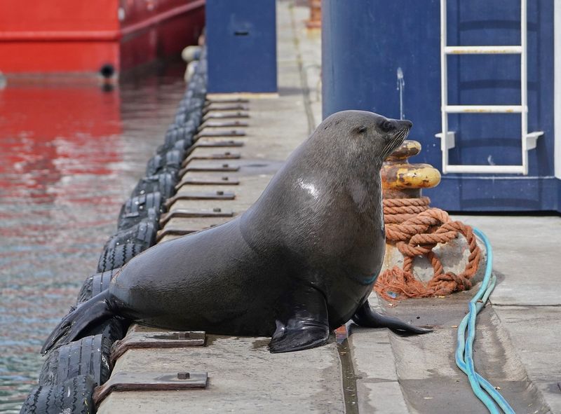 Seeleeu / Sea Lion