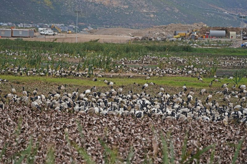Skoorsteenveër / African Sacred Ibis