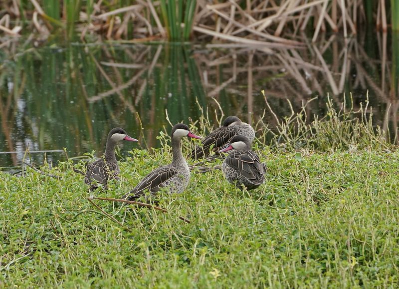 Rooibekeend / Red-billed Teal