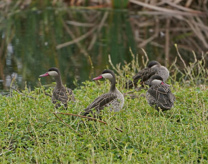 Rooibekeend / Red-billed Teal