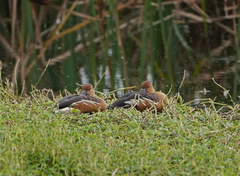 Fluiteend / Fulvous Whistling Duck