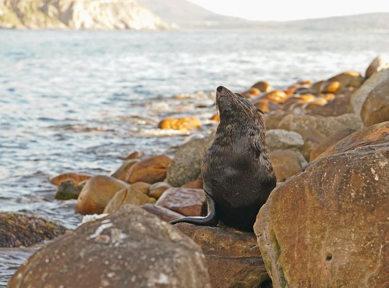 Seeleeu / Sea Lion