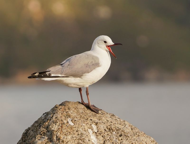 Hartlaubmeeu / Hartlaubs Gull