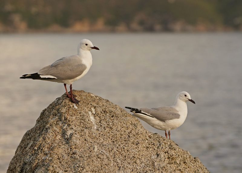 Hartlaubmeeu / Hartlaubs Gull