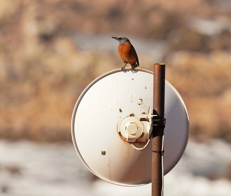 Kaapse Kliplyster / Cape Rock-thrush