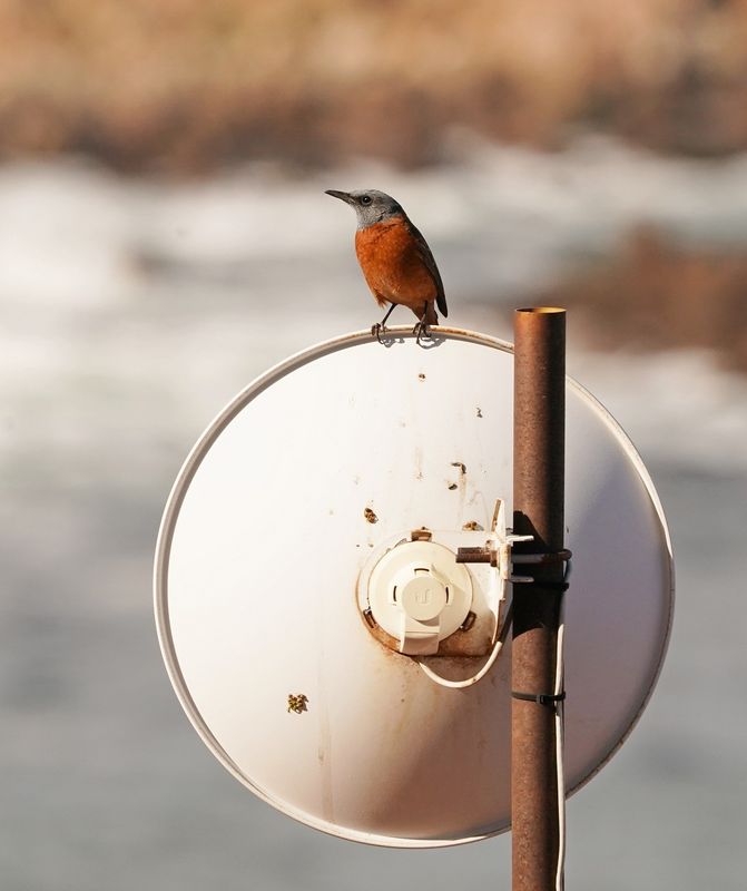 Kaapse Kliplyster / Cape Rock-thrush