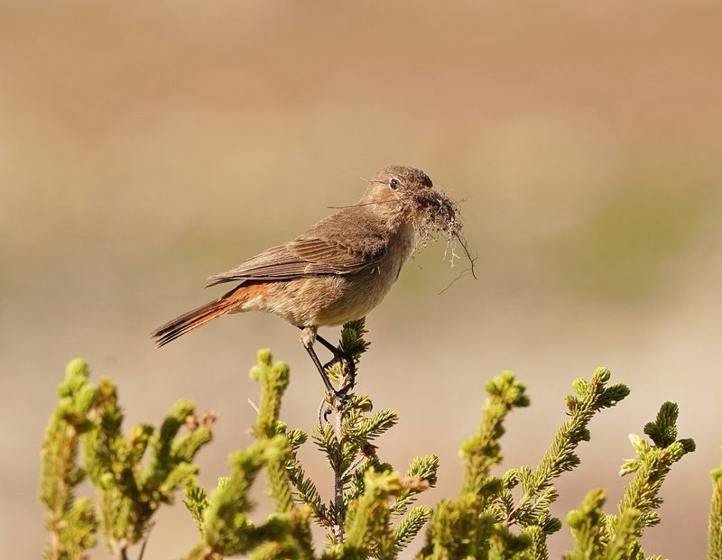 Gewone Bontrokkie / African Stonechat