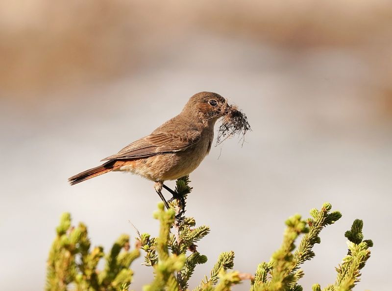 Gewone Bontrokkie / African Stonechat