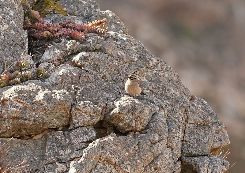 Rooivlerkstreepkoppie / Cape Bunting