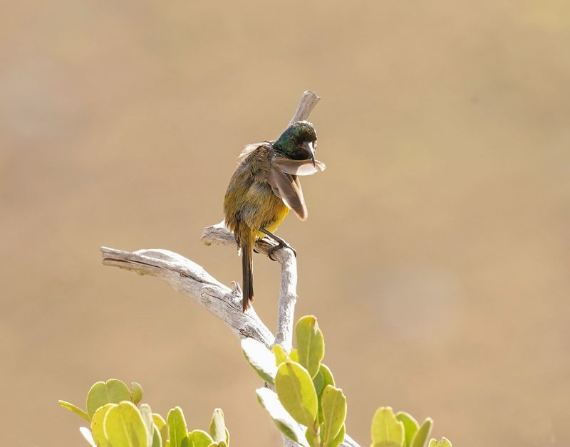 Oranjeborssuikerbekkie / Orange-breasted Sunbird