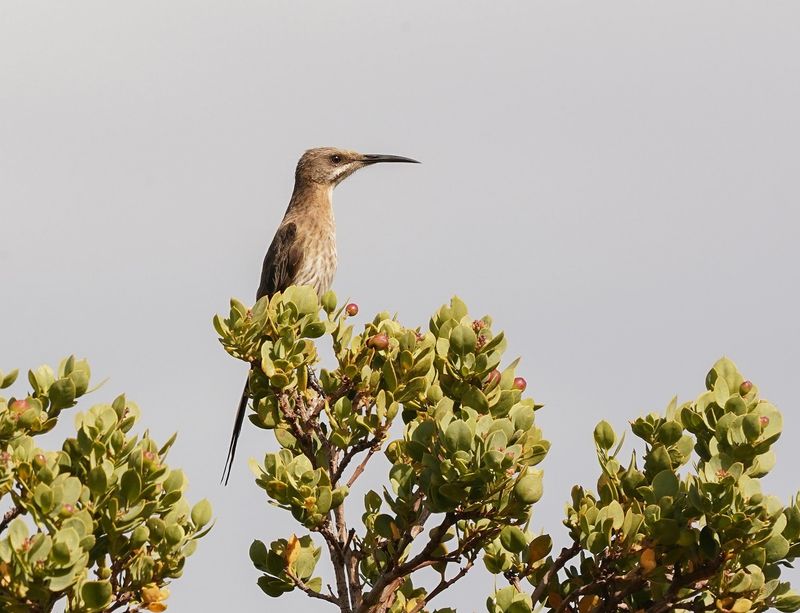 Kaapse Suikervoël / Cape Sugarbird