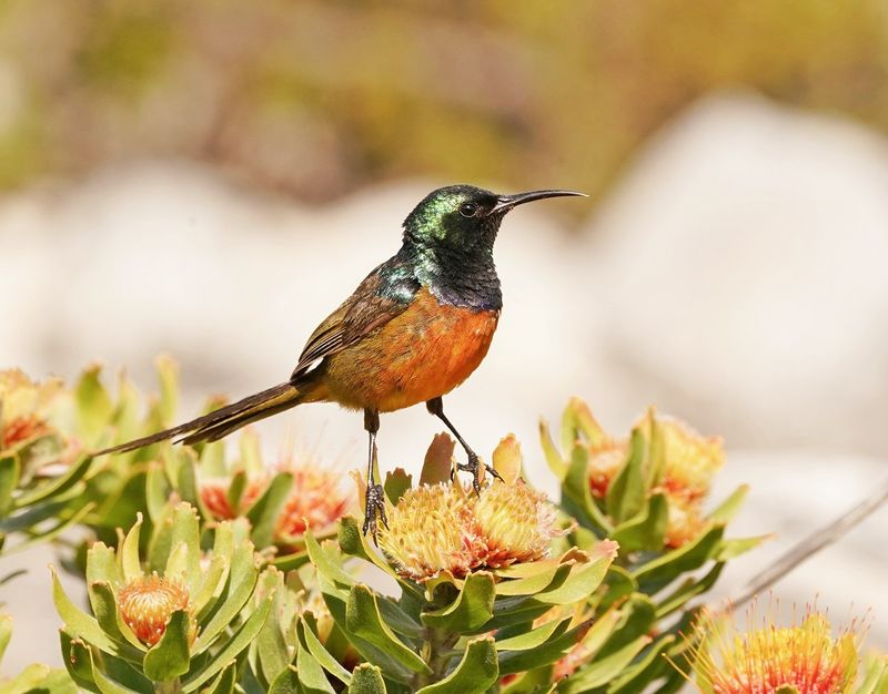 Oranjeborssuikerbekkie / Orange-breasted Sunbird