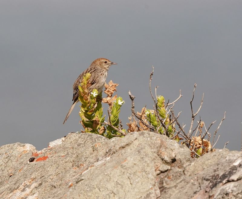 Grysrugtinktinkie / Grey-baced Cisticola