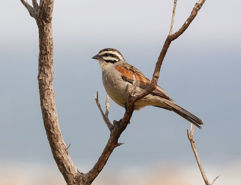 Rooivlerkstreepkoppie / Cape Bunting