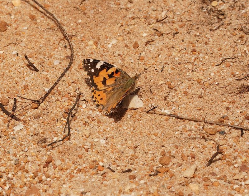 Sondagsrokkie / Painted Lady