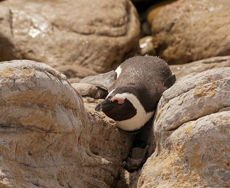 Brilpikkewyn / African Penguin