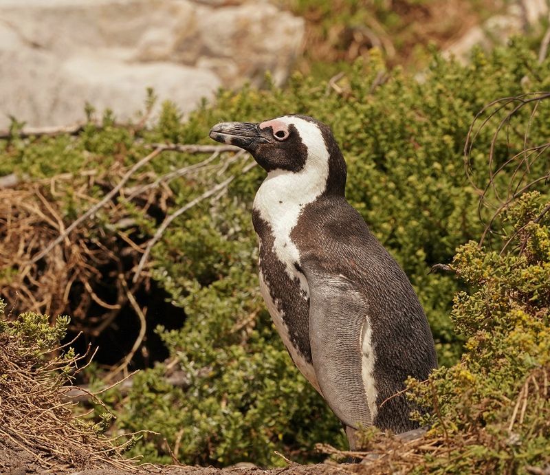 Brilpikkewyn / African Penguin