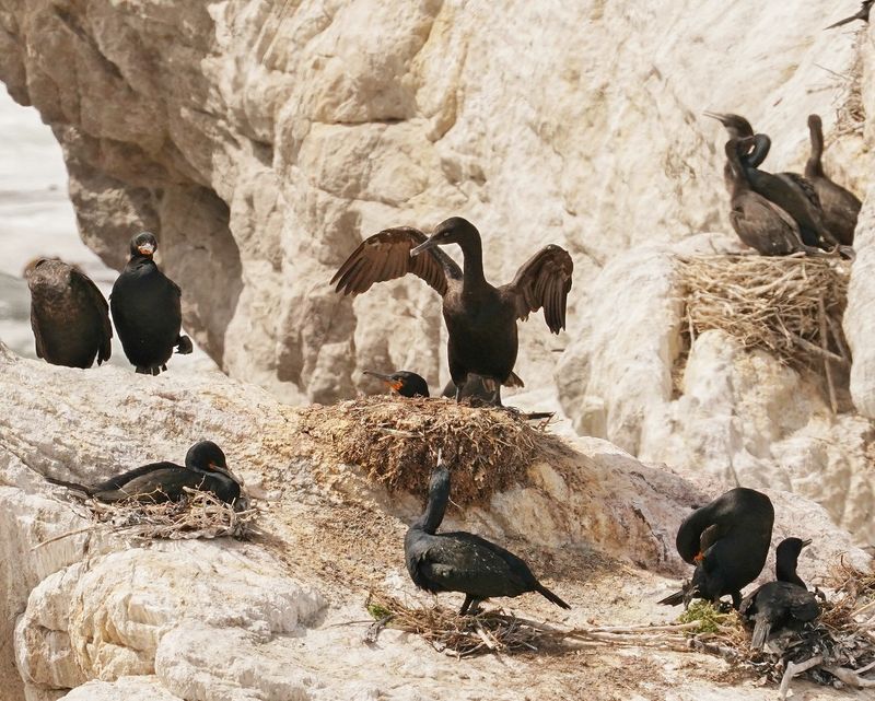 Bankduiker / Bank Cormorant